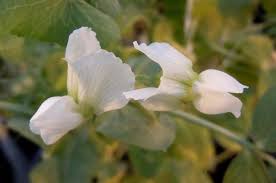 Attēlu rezultāti vaicājumam “Pisum sativum flower”
