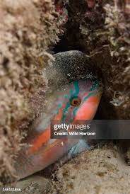 Image result for Scarus taeniopterus