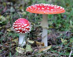 Attēlu rezultāti vaicājumam “Amanita”