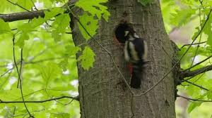 Attēlu rezultāti vaicājumam “Dendrocopos major juvenile”