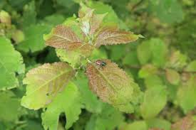 Attēlu rezultāti vaicājumam “Phyllopertha horticola imago”