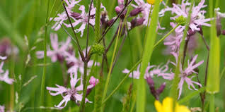Attēlu rezultāti vaicājumam “Lychnis flos-cuculi flower”
