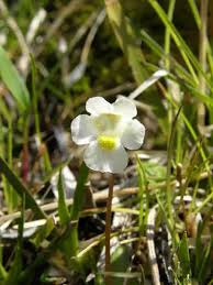 Attēlu rezultāti vaicājumam “Pinguicula alpina”