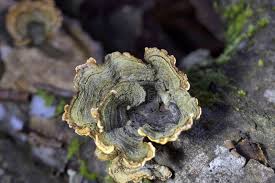 Attēlu rezultāti vaicājumam “Stereum hirsutum”