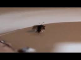 Attēlu rezultāti vaicājumam “Galerucella nymphaeae”