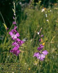 Attēlu rezultāti vaicājumam “Gladiolus imbricatus”