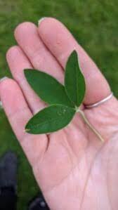 Attēlu rezultāti vaicājumam “Laburnum anagyroides leaf”