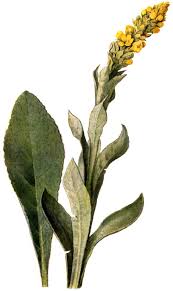 Attēlu rezultāti vaicājumam “Verbascum thapsus bud”