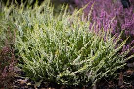 Attēlu rezultāti vaicājumam “Calluna vulgaris leaf”