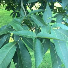 Attēlu rezultāti vaicājumam “Carya ovata leaf”