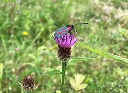 Image result for Centaurea nigra