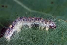 Attēlu rezultāti vaicājumam “Acronicta megacephala larva”