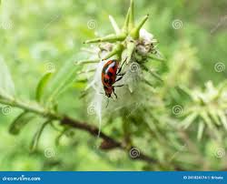 Attēlu rezultāti vaicājumam “Gonioctena viminalis”