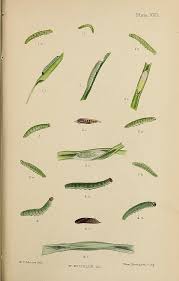 Attēlu rezultāti vaicājumam “Carterocephalus palaemon underside”