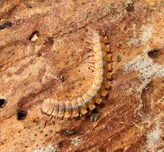 Attēlu rezultāti vaicājumam “Strongylosoma pallipes”