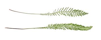 Attēlu rezultāti vaicājumam “Achillea millefolium leaf”