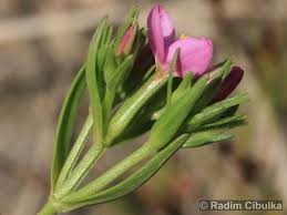 Attēlu rezultāti vaicājumam “Centaurium littorale”