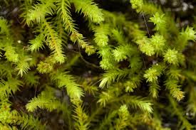 Attēlu rezultāti vaicājumam “Philonotis”