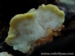 Attēlu rezultāti vaicājumam “Antrodiella serpula”