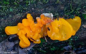 Attēlu rezultāti vaicājumam “Dacrymyces chrysospermus”