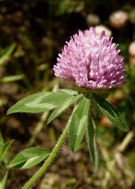Attēlu rezultāti vaicājumam “Trifolium pratense”