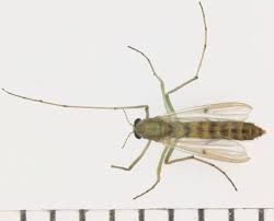 Attēlu rezultāti vaicājumam “Chironomidae”