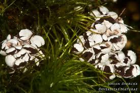 Attēlu rezultāti vaicājumam “Diderma crustaceum”