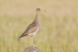 Image result for Bartramia longicauda