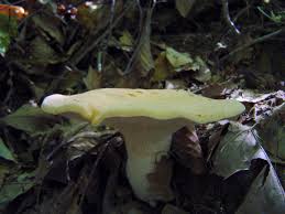 Attēlu rezultāti vaicājumam “Hydnum repandum”