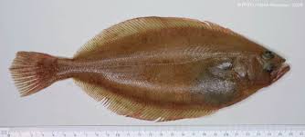 Image result for Hippoglossoides platessoides