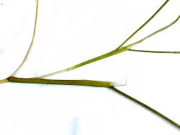 Attēlu rezultāti vaicājumam “Stuckenia pectinata”