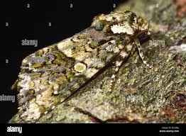 Attēlu rezultāti vaicājumam “Craniophora ligustri”