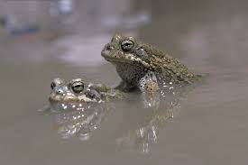 Attēlu rezultāti vaicājumam “Pseudepidalea viridis”