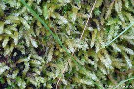 Attēlu rezultāti vaicājumam “Eurhynchium angustirete”