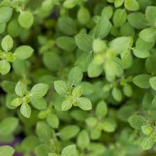 Image result for Oregano
