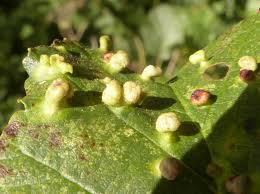 Attēlu rezultāti vaicājumam “Eriophyes laevis”