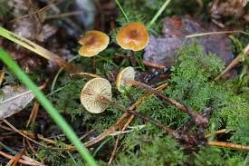 Attēlu rezultāti vaicājumam “Didymium xanthopus macro”