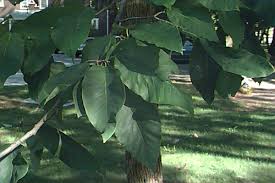 Attēlu rezultāti vaicājumam “Magnolia acuminata leaf”