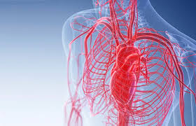 Image result for blood