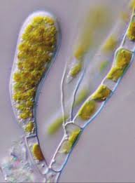 Attēlu rezultāti vaicājumam “Populus x lettland”