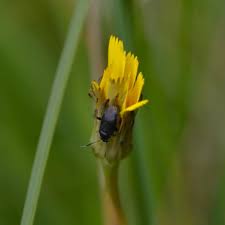 Attēlu rezultāti vaicājumam “Capsus ater imago”