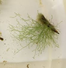 Attēlu rezultāti vaicājumam “Lemanea fluviatilis”