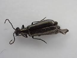 Attēlu rezultāti vaicājumam “Dasytes caeruleus imago”