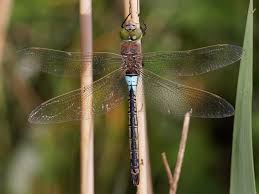 Attēlu rezultāti vaicājumam “Anax parthenope”