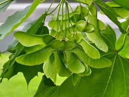 Attēlu rezultāti vaicājumam “Acer platanoides fruit”