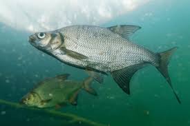 Image result for Abramis brama