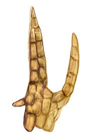 Attēlu rezultāti vaicājumam “Cephaloziella elachista”