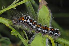 Attēlu rezultāti vaicājumam “Euproctis similis”
