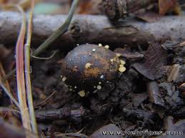 Attēlu rezultāti vaicājumam “Hymenoscyphus fructigenus”