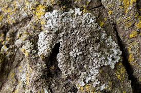 Attēlu rezultāti vaicājumam “Physconia detersa”